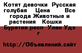 Котят девочки “Русская голубая“ › Цена ­ 0 - Все города Животные и растения » Кошки   . Бурятия респ.,Улан-Удэ г.